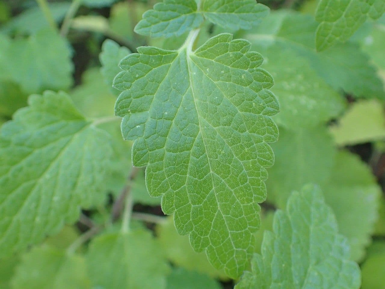 Tarczyca Columny 17