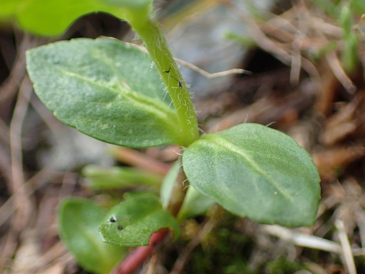 Veronica alpina 24
