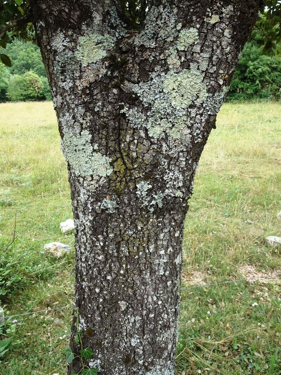 Stein-Eiche 21