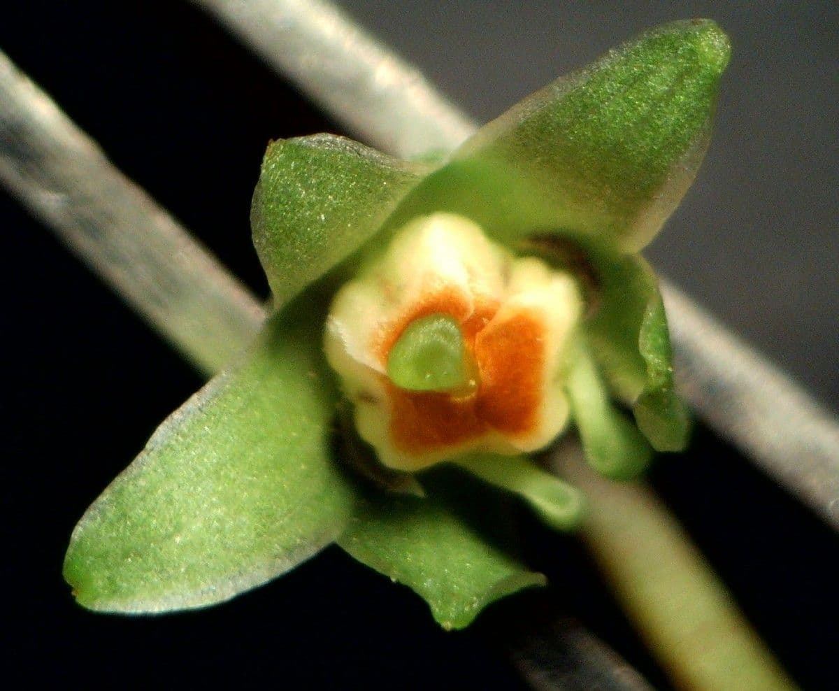 Viola palustre 2