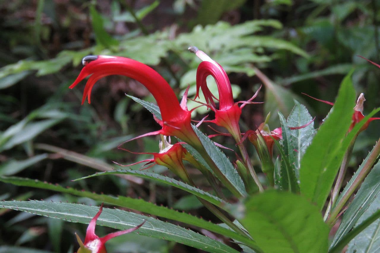 Lobelia