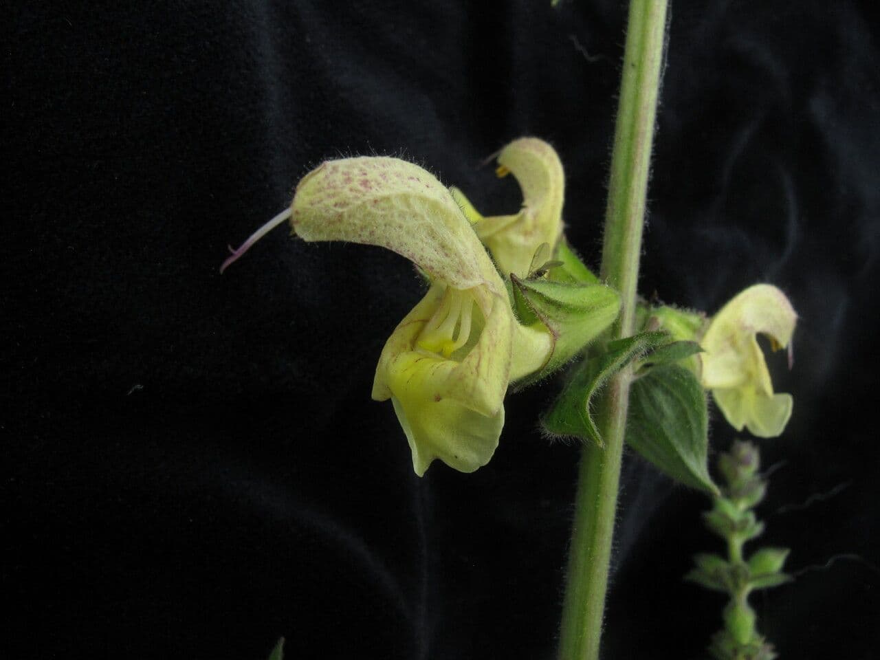 Salvia 7