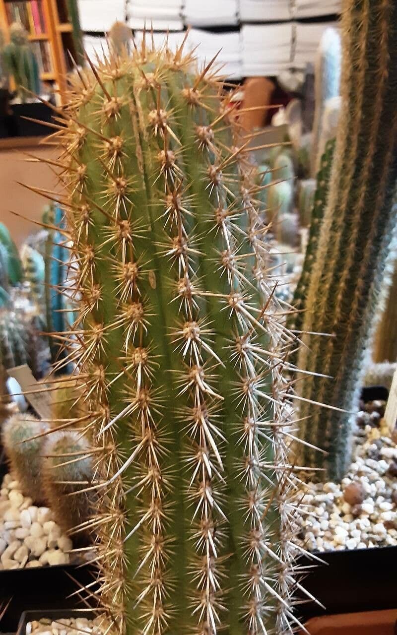 Weberbauerocereus