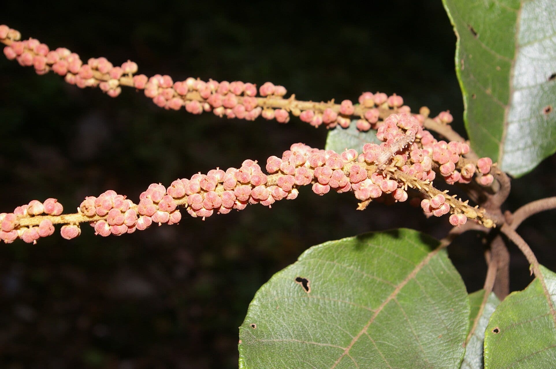 Clethra