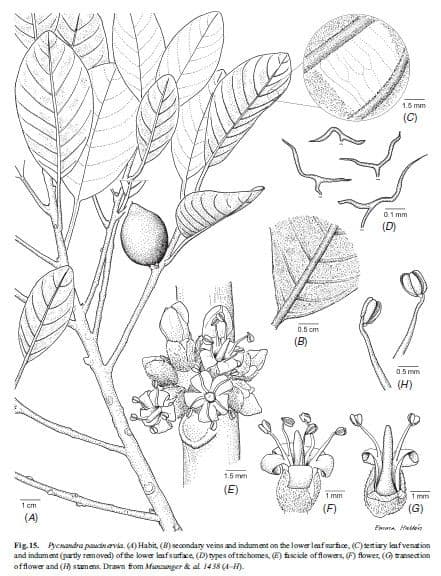 Wenignervige Pycnandra