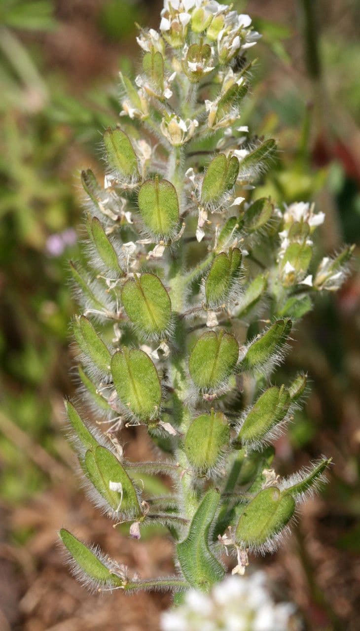 Lepidium