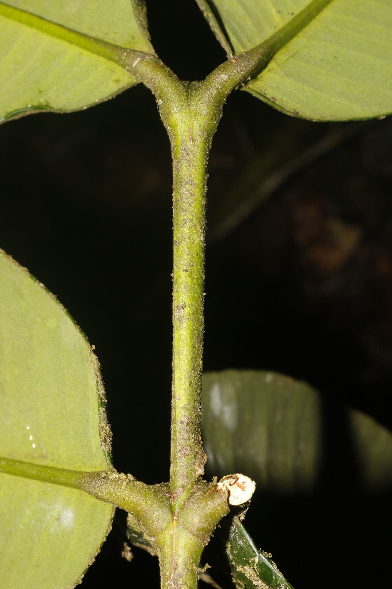 Garcinia 9