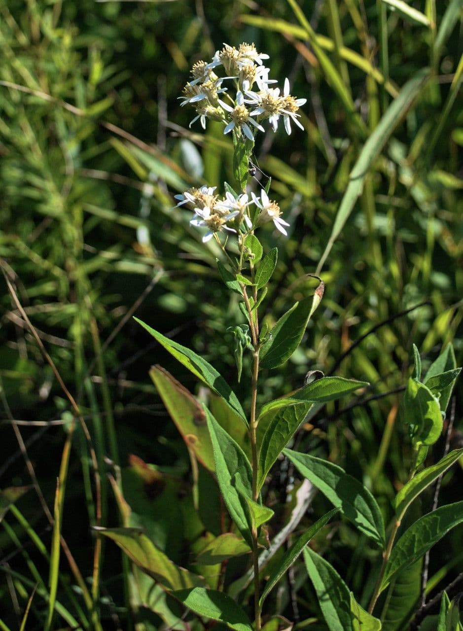 Doellingeria umbellata 7