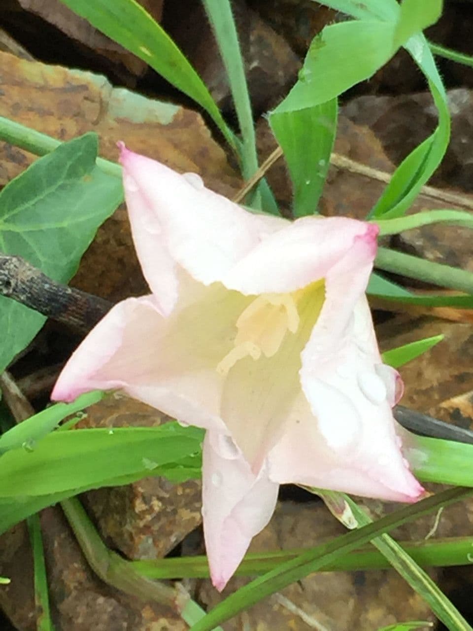 Calystegia porpora 2