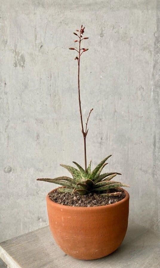 Aloe rauhii 7