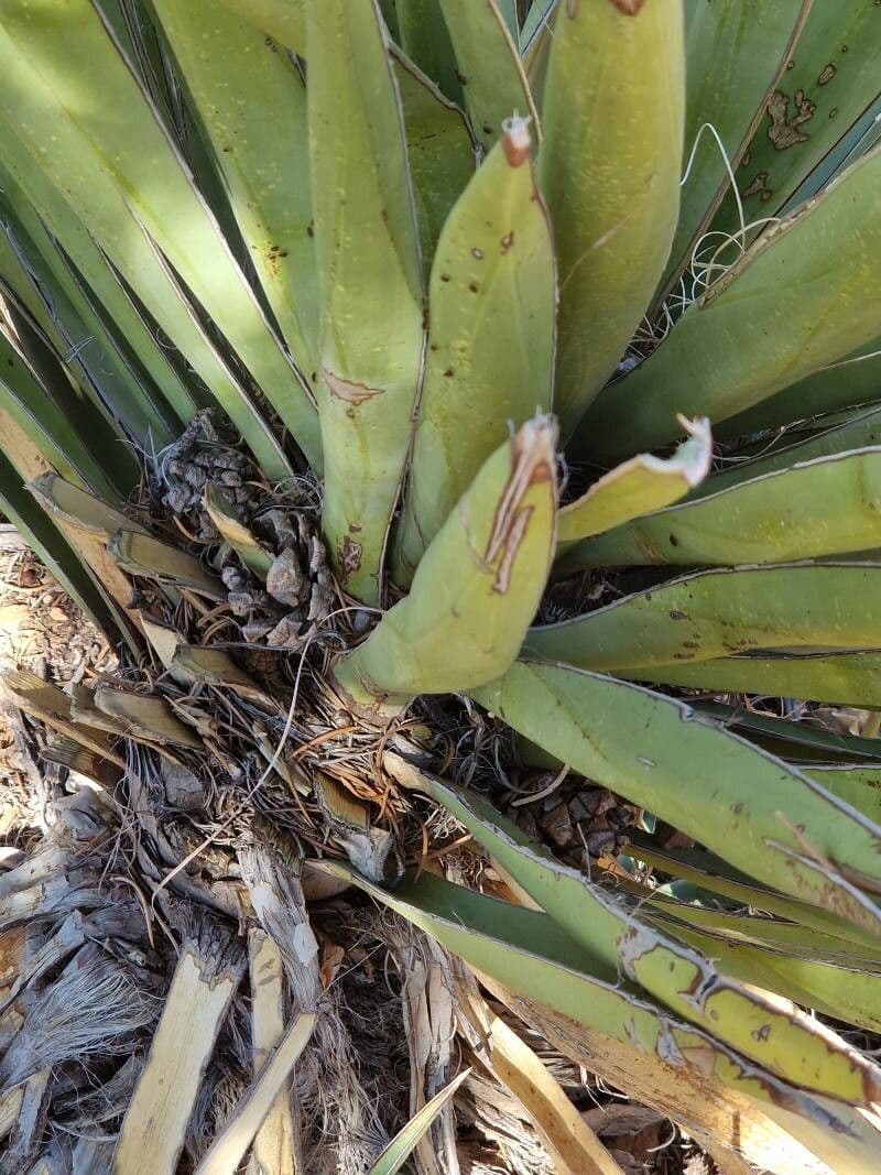 Yucca bacata 25