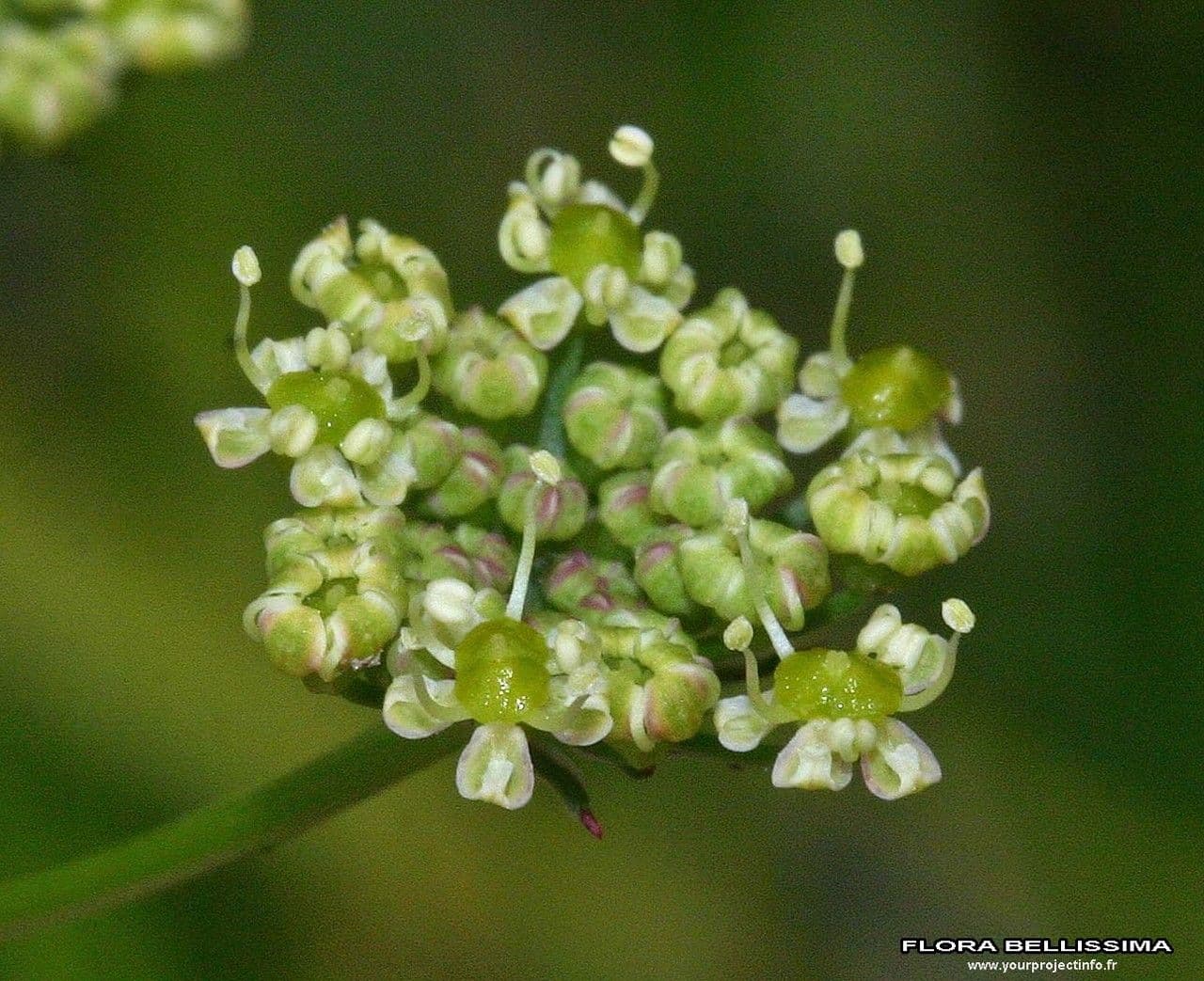 Rosskümmel 8