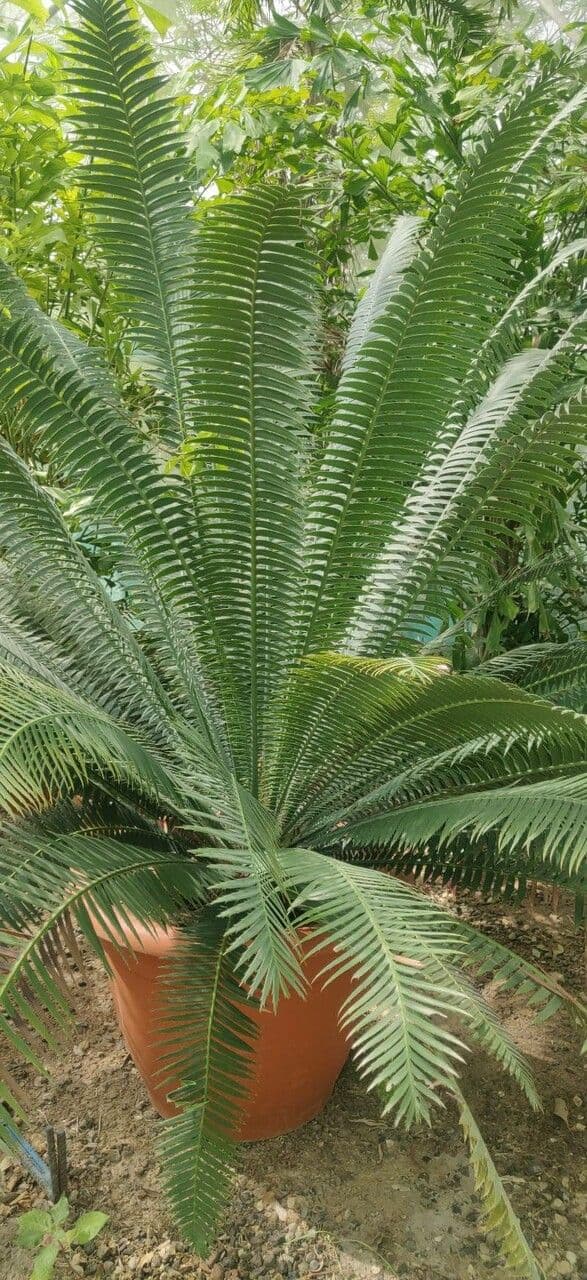 Dioon 6
