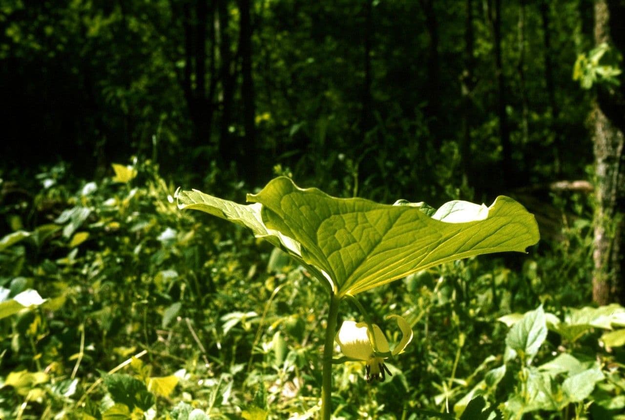 Trillium pochylone 15