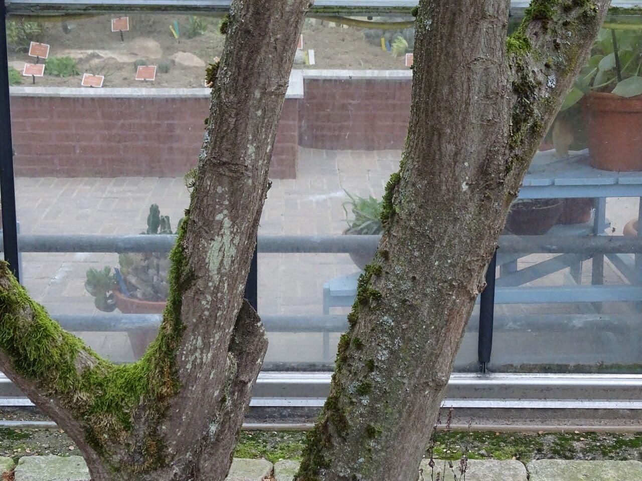 Carpino di Turczaninow 10