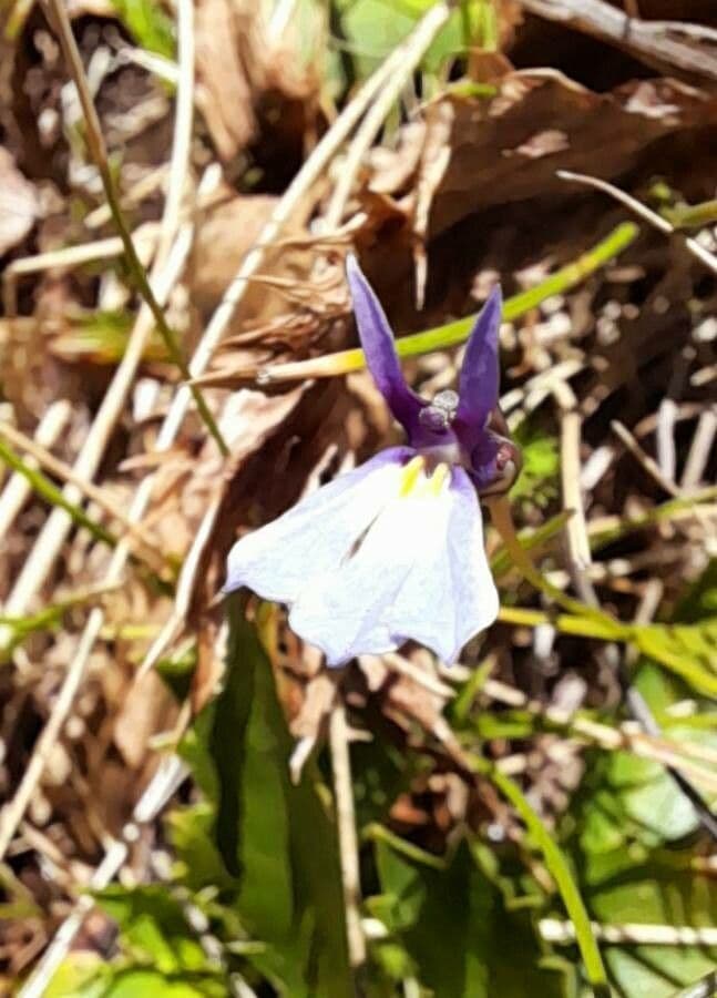 Lobelia nana