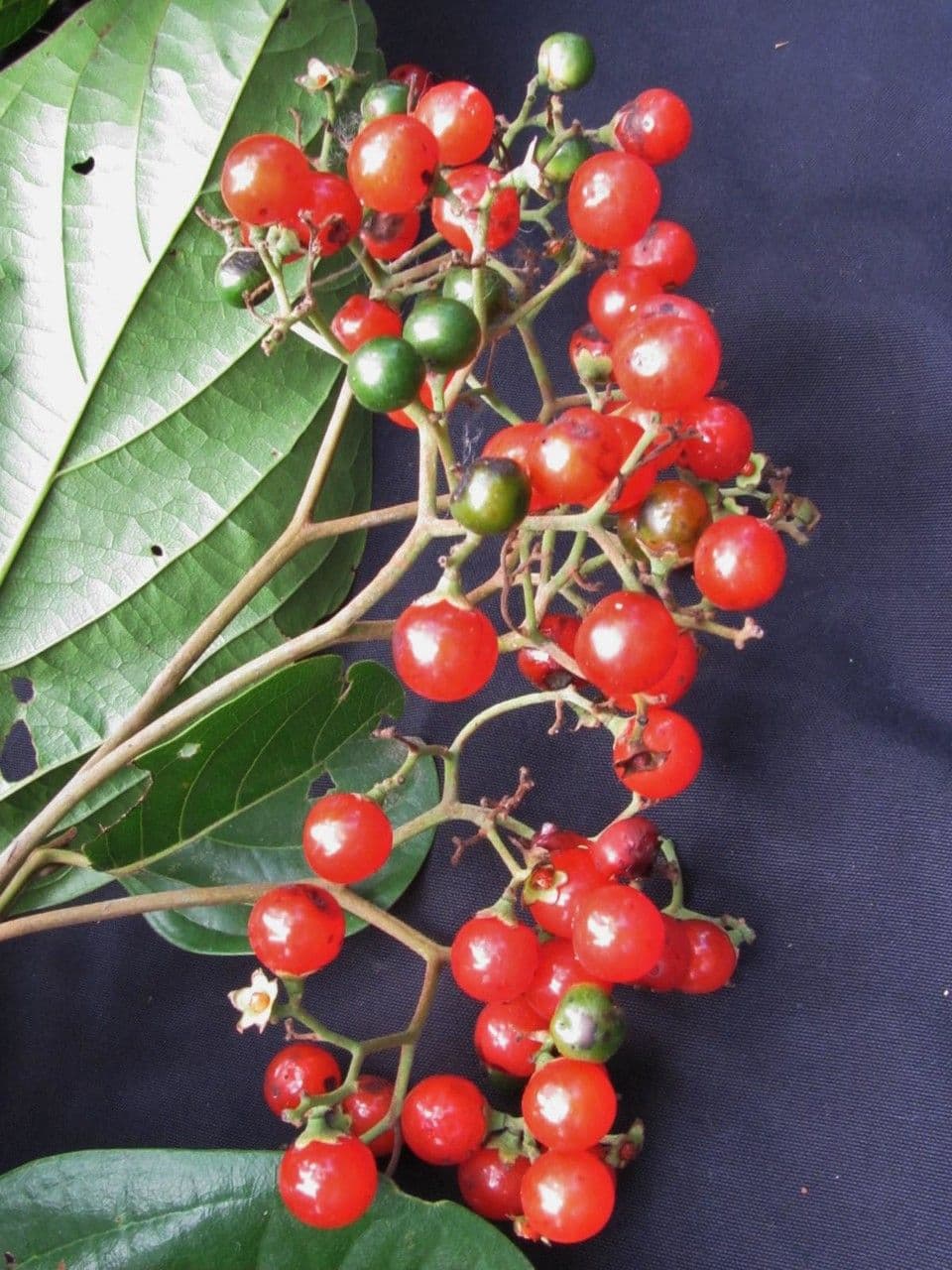 Cordia