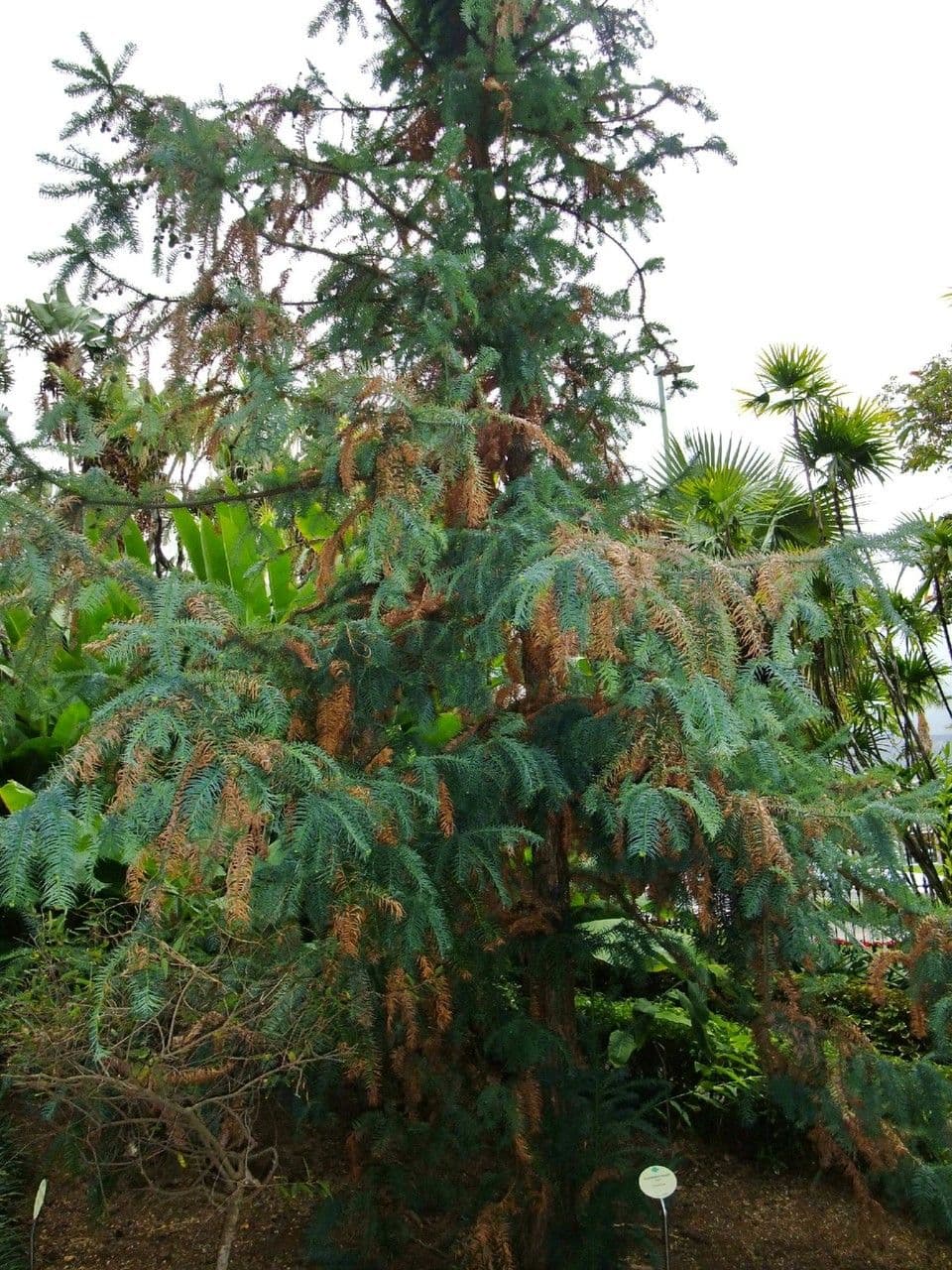Cunninghamia 3