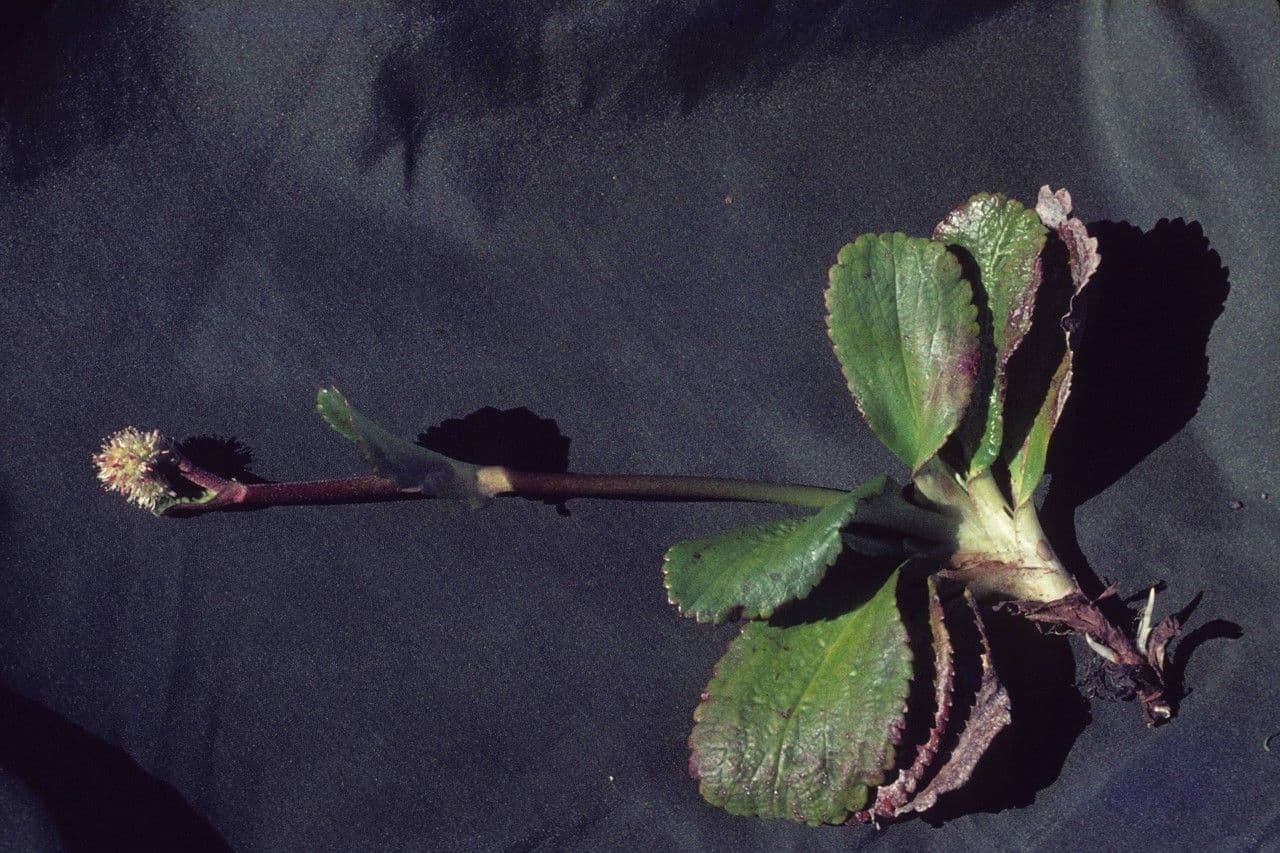 Leptarrhena 8