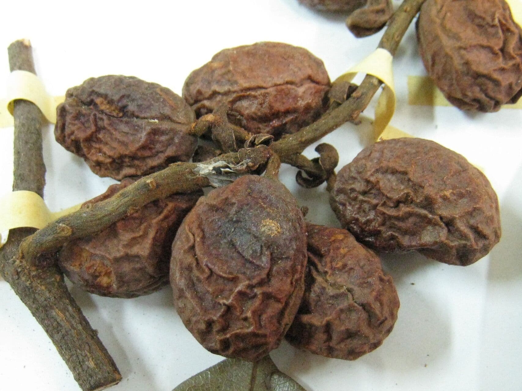 Swartzia 10