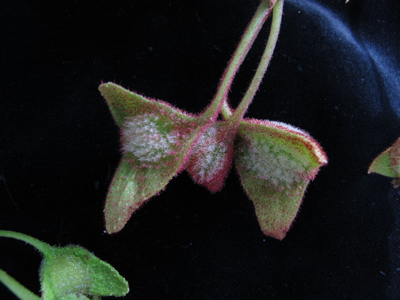 Begonia dipinta 20