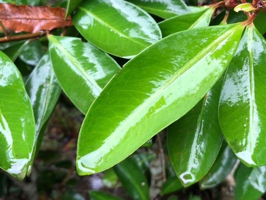 Ardisia eliptická 16