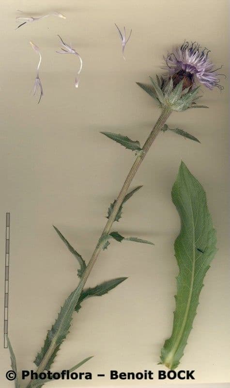 Blaue Distel 18