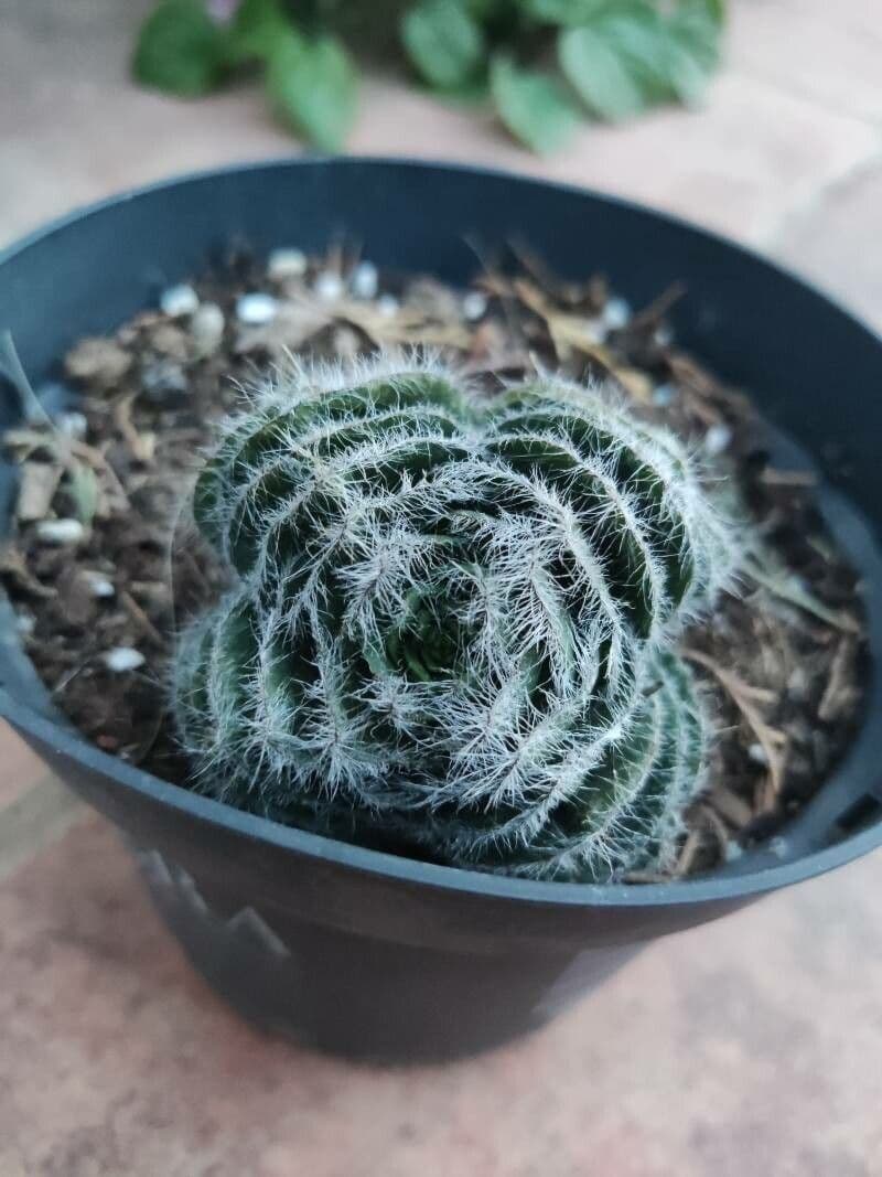 Crassula 5