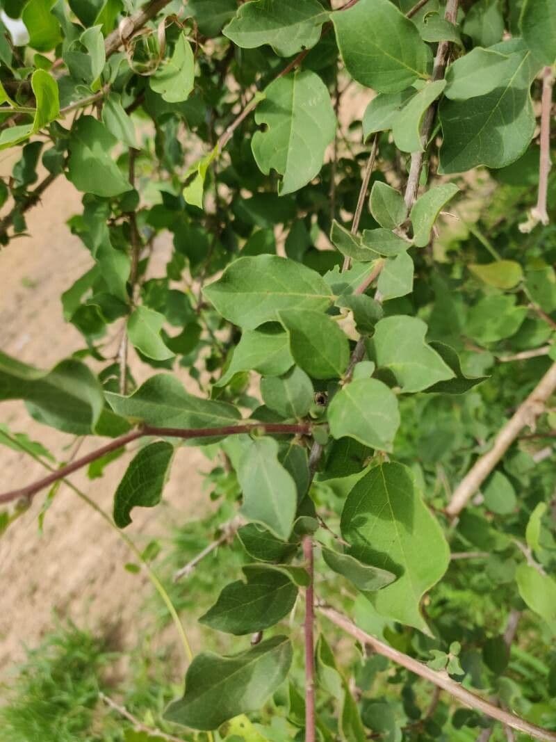 Combretum 17