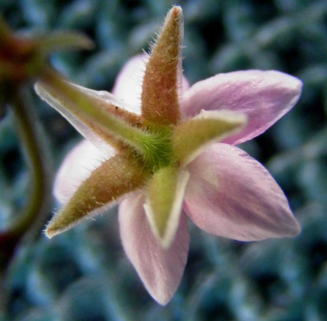 Rhodalsine 5