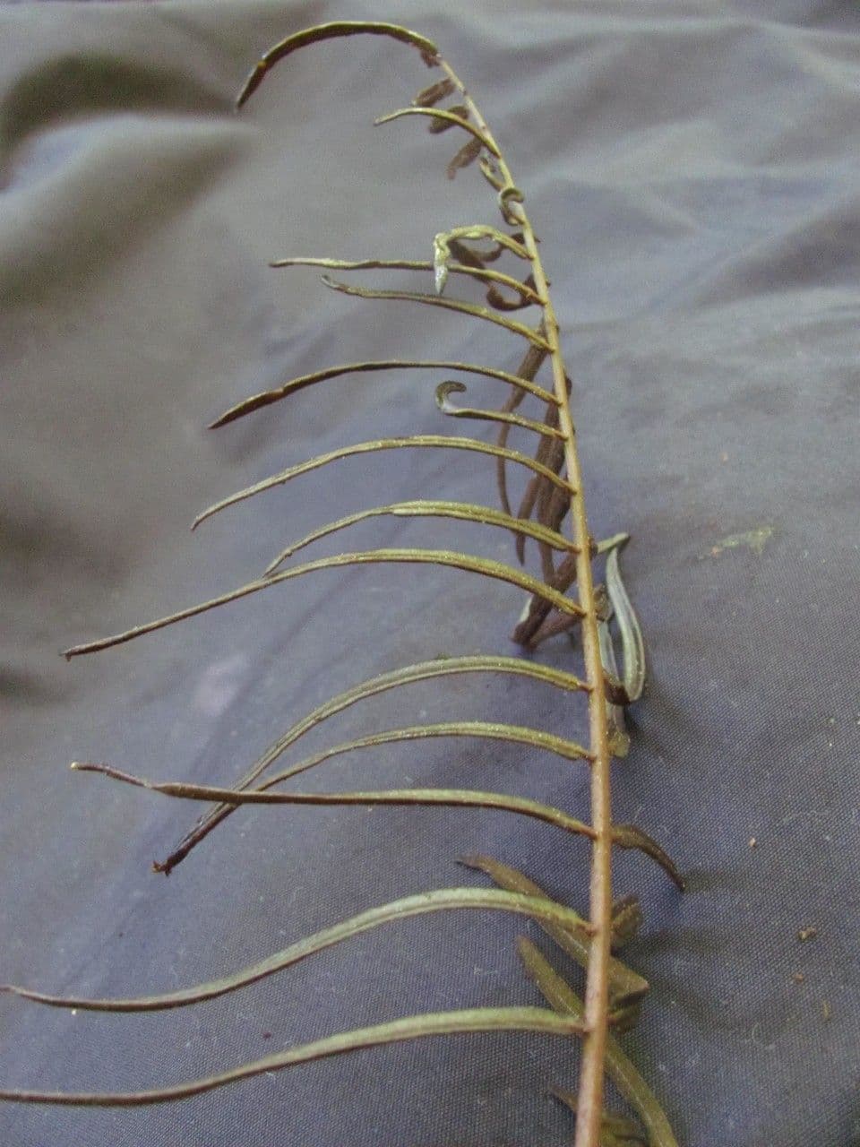Lomariopsis