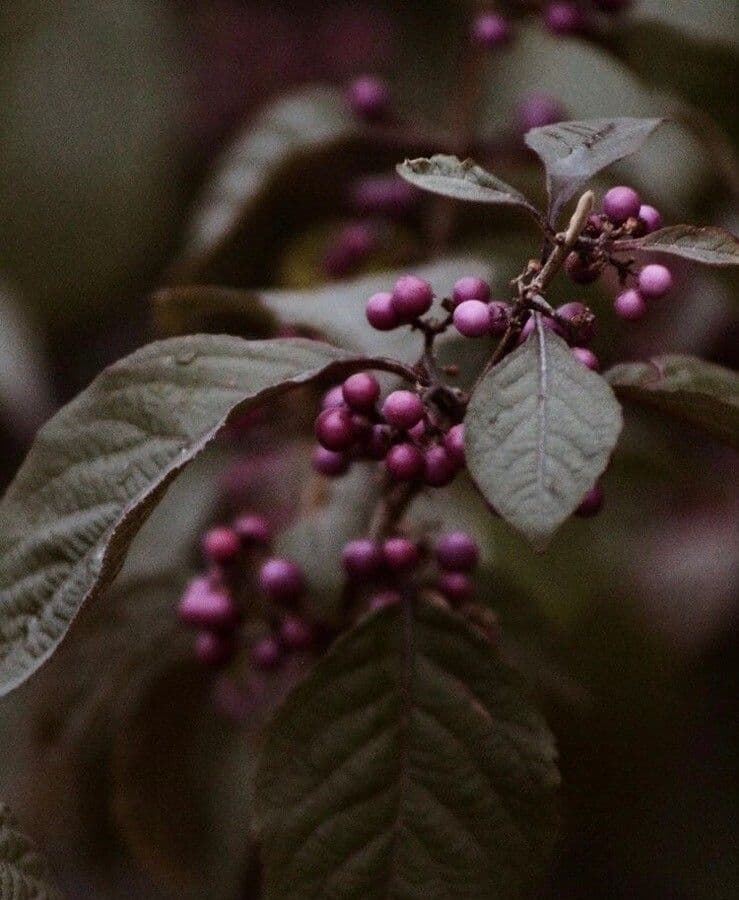 Callicarpa giapponese 20