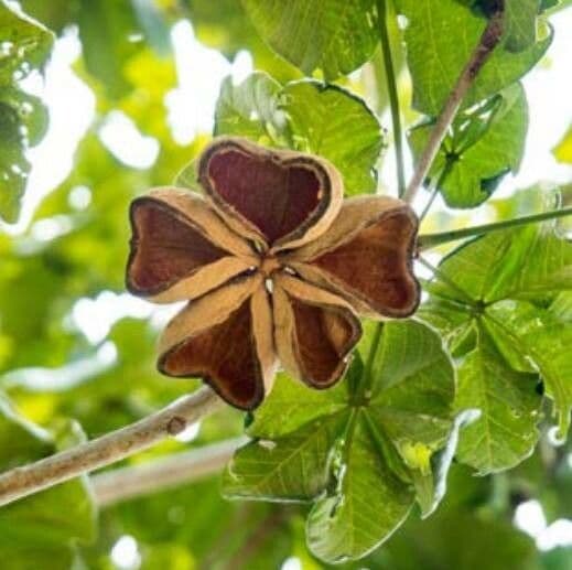 Sterkúlia bezkvetá 2