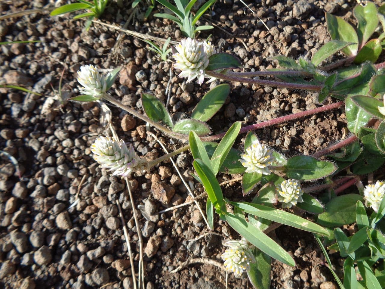 Gomphrena 8