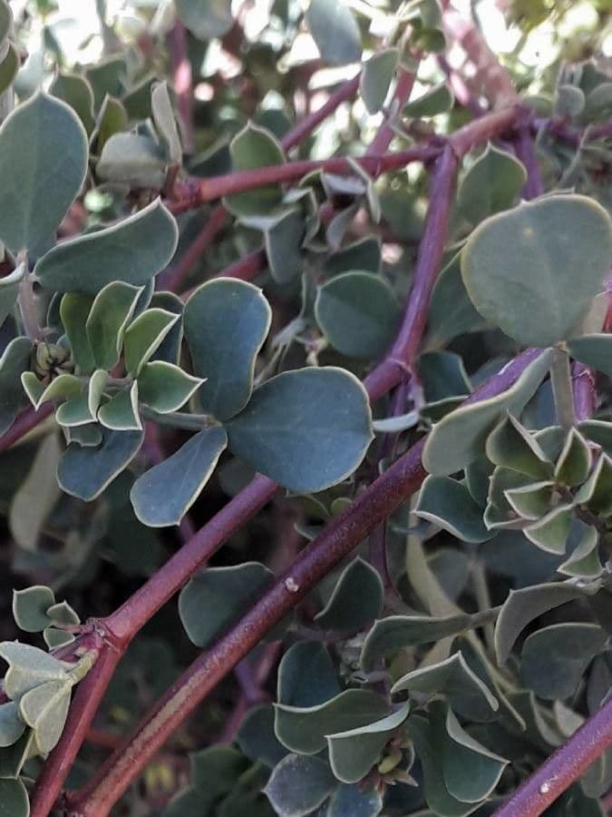 Coronilla valentina 18