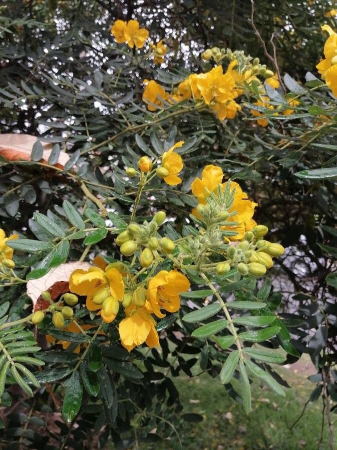 Vieldrüsige Senna 7