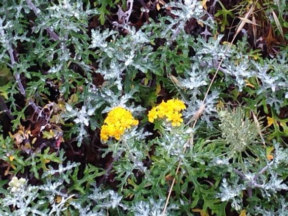 Eriophyllum 8