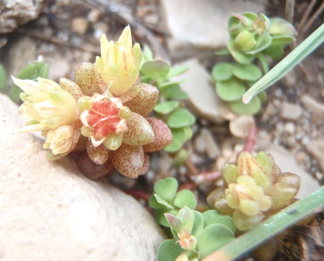 Sedum litorale 7