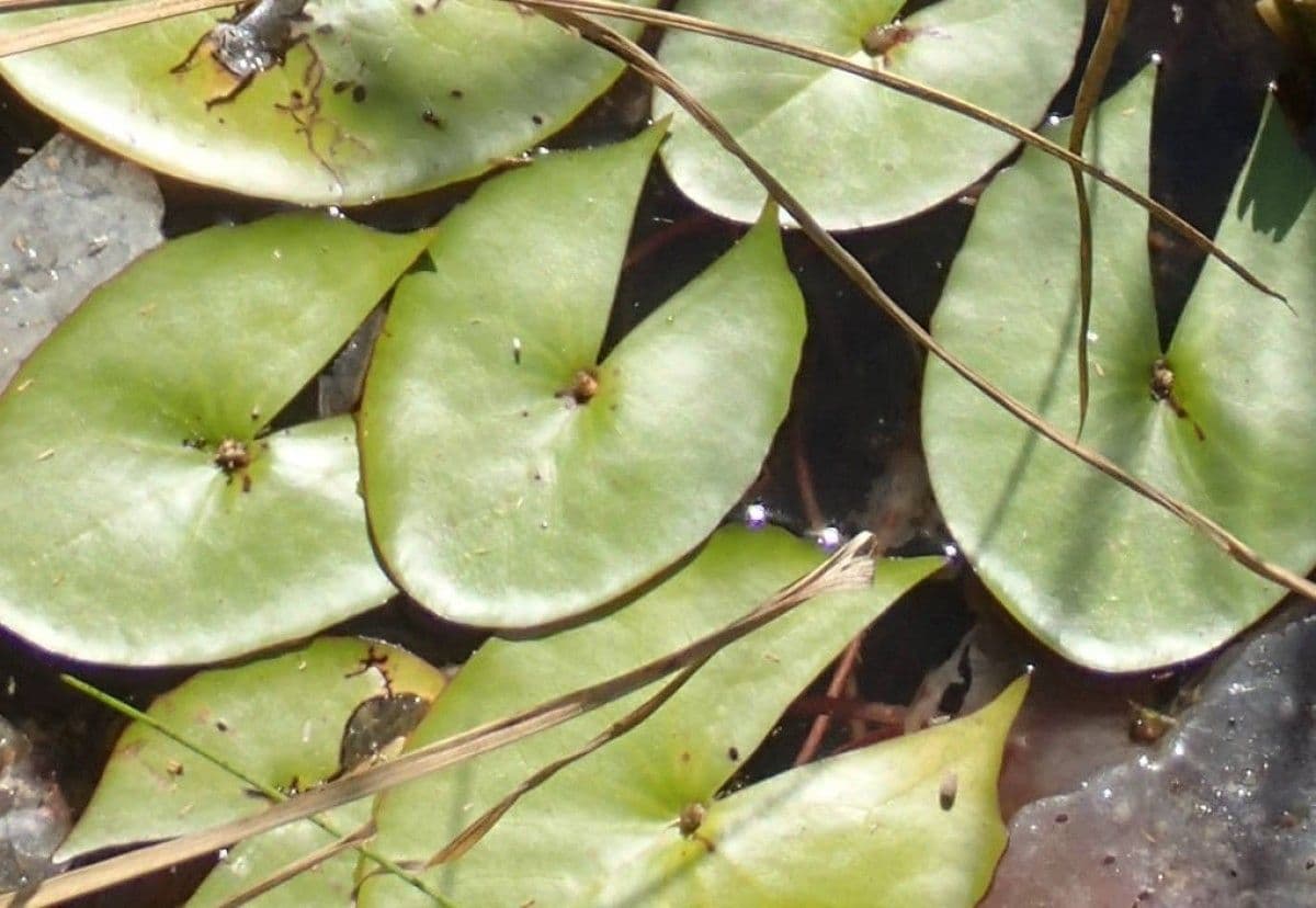 Leukanté 10