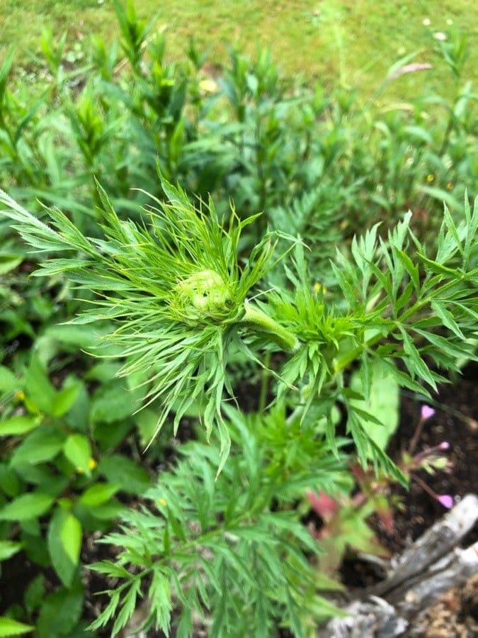Adonide primaverile 10