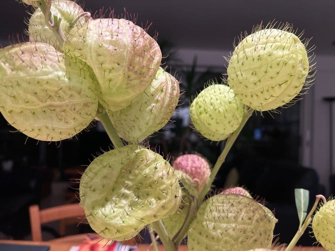 Gomphocarpus physocarpus 7