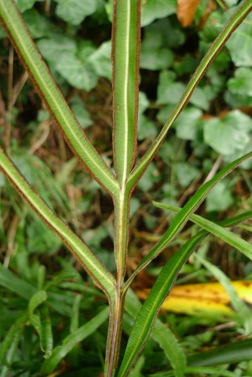 Pteris di Creta 20