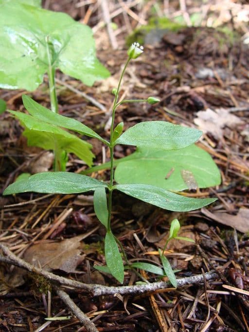 Moehringia macrophylla 12