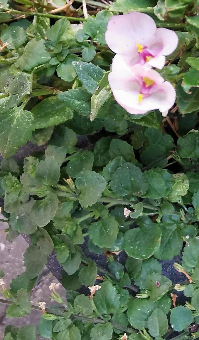Diascia 24