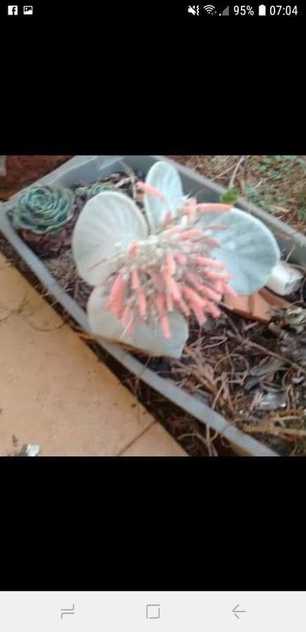 Sinningia leucotricha 4