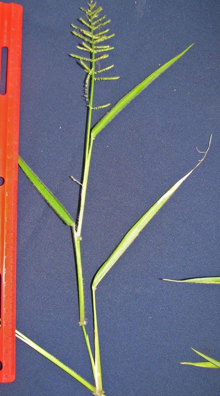 Panicum pilosum 8
