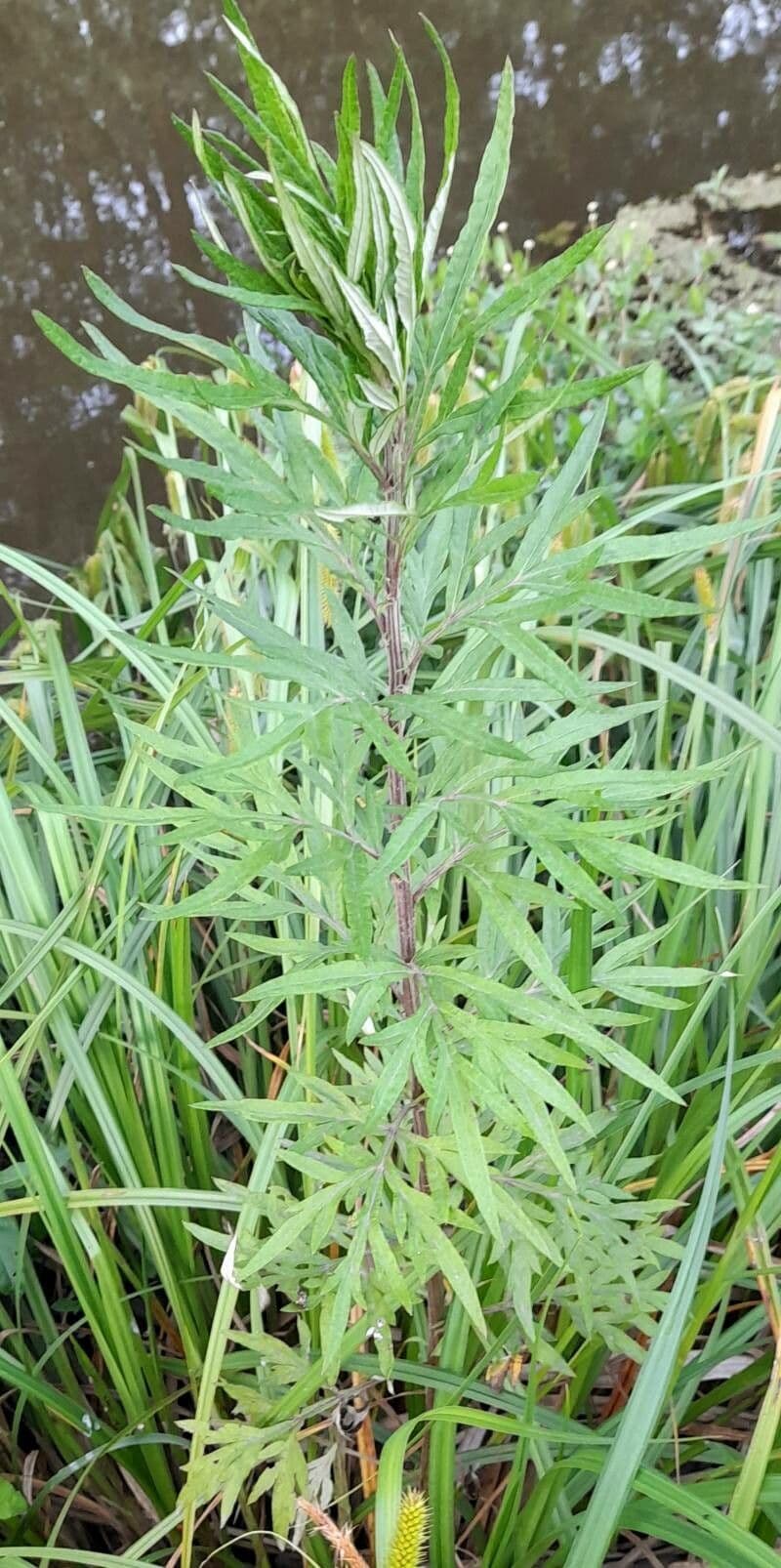 Bylica Verlota 12
