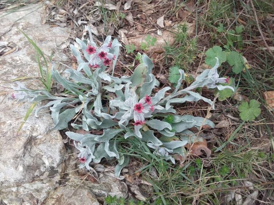 Zlatovlas farbiarsky 7