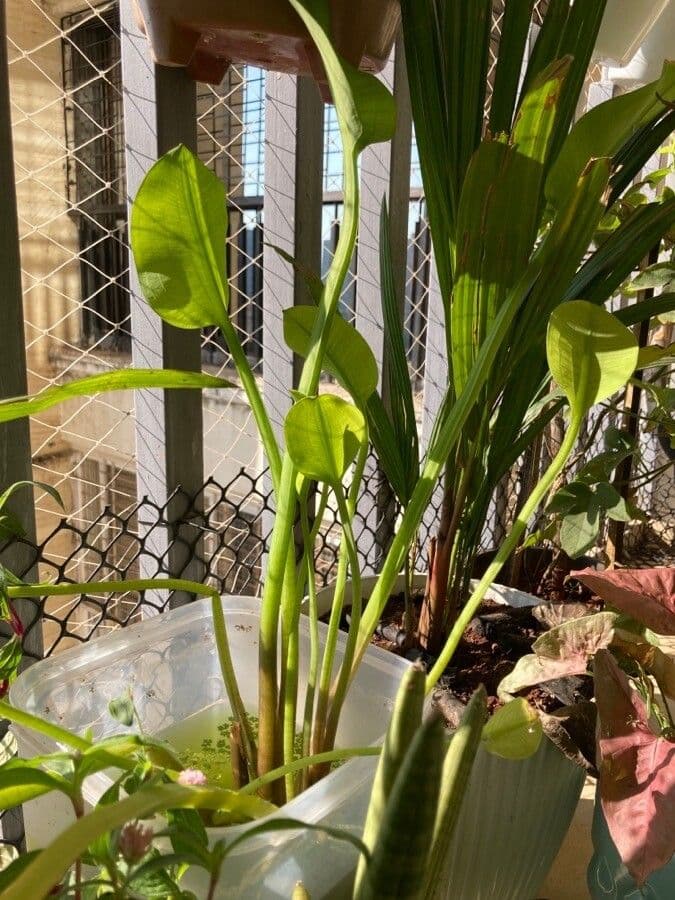 Limnocharis 8