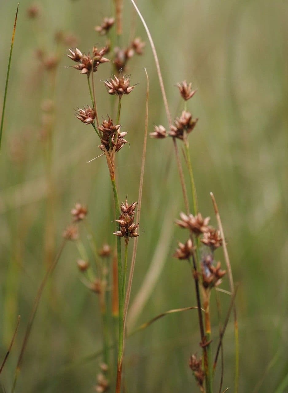 Cladium liscio